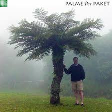 Image result for Cyathea dregei