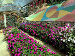 Aktivity v blízkosti atrakce cameron highland orchid and rose garden. Penang Food For Thought Rose Centre
