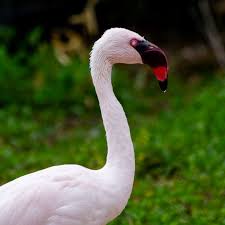 Image result for lesser flamingo