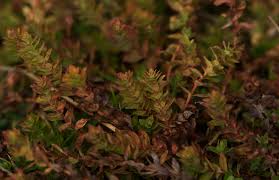 Image result for Hypericum scioanum