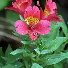 Alstroemeria Umbel Plant Identification Alstroemeria