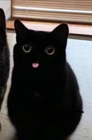 C H O N K Y Void Mlep Https Ift Tt 34qlvdr Cute Animals Cute Funny Animals Cute Baby Animals