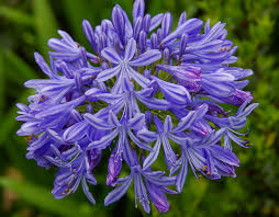 Image result for Agapanthus campanulatus