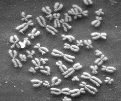 chromosome