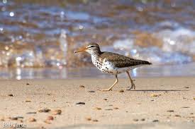 Black And White Spotted Bird In Michigan Spotted Sandpiper Tawas Point State Park Michigan Bob Tarte Rare Birds Bird Watching Birder