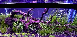 sunrise sunset setting over an amazing freshwater planted tank using our e series led light https www youtube freshwater aquarium fresh water sunrise sunset