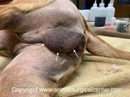 An umbilical hernia in cats is caused by an incomplete closure of the feline's abdominal muscles shortly after the time of birth. Animal Surgical Center Of Michigan Veterinarian In Flint Mi