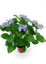 Image result for Ozoroa macrophylla