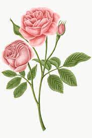 Download Premium Png Of Vintage Rose Flower Transparent Png 2091313 In 2020 Flower Illustration Vintage Roses Botanical Illustration Vintage