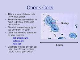 What is difference between stained and unstained cell (iodine). Virtual Microscope Cheek Cells Ppt Download