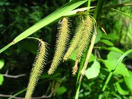 Image result for Carex cognata