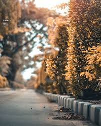 Image May Contain Plant Tree Outdoor And Nature Dslr Background Images Background Images Picsart Background