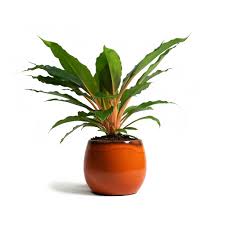 And in the thrilling conclusion to the breakfast club plant series, we have. Chlorophytum Orchidastrum Green Orange Spider Plant Purify Your Air Hortology