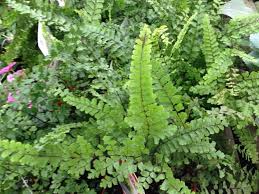 Image result for Adiantum hispidulum