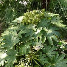 Image result for Alafia orientalis
