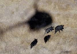 Bait types no toxicants, fertility agents, or biological control chemicals are legally registered for use against feral hogs in the united states. Opinion A Plan To Poison The Wild Hogs Of Texas The New York Times