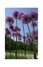 Sitting at the top of tall, straight stems (which often. Reasonable Price Julia S Garden 5 Giant Allium Bulbs Gladiator Extra Large Bulbs Size 18 20 Spring Bulbs Garden Outdoors Enjoy Saving 30 50 Off Www Misrtalateen Com