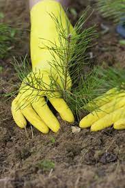 See citrus trees, list of vernacular names for an example. Pine Tree Growing How To Grow Your Own Pine Trees