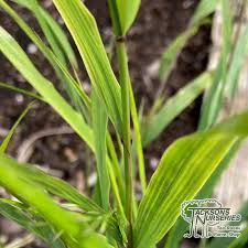 Image result for hakonechloa macra nicolas