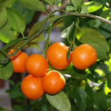 We did not find results for: 2 3 Year Old Calamondin Orange Tree