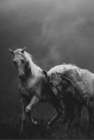 Beautiful Black And White Horse Photography Black And White Photography Blackandwhiteanimalphotography White Horse Photography Beautiful Horses Horse Wallpaper