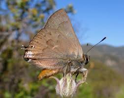 Image result for Satyrium buchananii