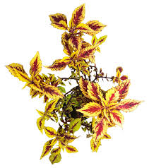 Image result for Coleus maculosus