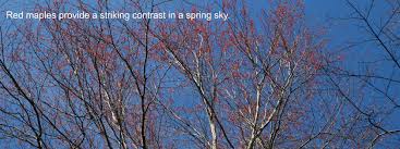 Maybe you would like to learn more about one of these? Spring Flowers On Trees Tennessee State Parks