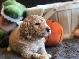 They have been vaccinated by the neotech schedule. Goldendoodle Puppies In Oregon Top 5 Breeders 2021 We Love Doodles