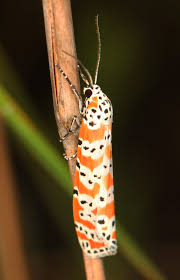 Image result for Holothrix nyasae