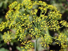 Corak yang khas pada tubuhnya membuat ular ini mudah dikenali. Bunga Majemuk Wikipedia Bahasa Indonesia Ensiklopedia Bebas