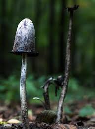 Image result for Coprinus comatus