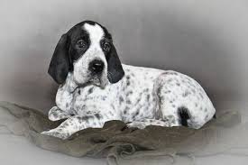 Image result for auvergneský ohař