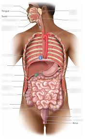 Figure 25 1 Digestive System Gross Anatomy Diagram Quizlet