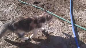 Kedi Fare Yakalama Youtube
