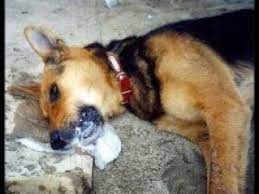 Brn 39 Pelaku Pencurian Ternak Anjing Babak Belur Dihajar Warga