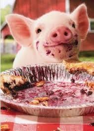 Resultado De Imagen Para Chanchos Comiendo Dulces Cerdos Mascotas Imagenes De Animales Tiernos Mascotas Bonitas
