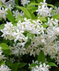 Where can i get jasmine flowers near me. Buy Star Jasmine Vine 12 Pot Buy Plants Online In Pakistan Bagh Pk