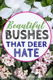 Certain plants are sometimes more desirable when they are young. 86 Deer Rabbit Resistant Gardens Ideas In 2021 Deer Resistant Plants Deer Resistant Garden Deer Resistant Landscaping