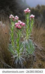 Image result for Jasminum meyeri-johannis