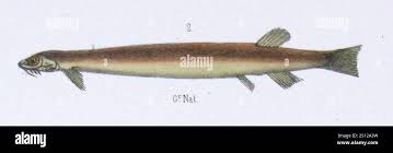 Image result for Vandellia