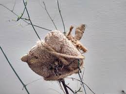 Image result for Corallocarpus epigaeus