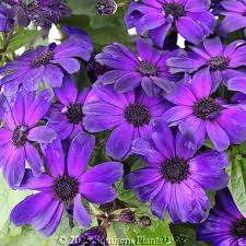 Image result for Senecio sp.no.4