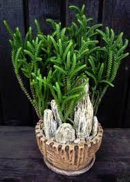 Plantas Ornamentales De Interior Y Exterior Mi Jardin Suculentas Cactus Plantas Ornamentales Plantas Y Suculentas