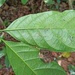 Image result for Oxyanthus speciosus