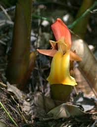 Image result for Aframomum angustifolium