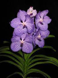 Pin On Orchids