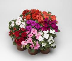 Image result for Impatiens wallerana