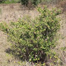 Image result for Rawsonia lucida