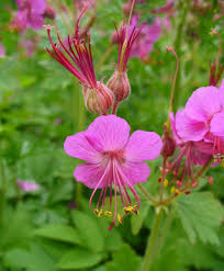 Image result for Geranium ocellatum